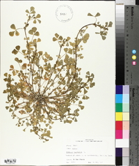 Medicago polymorpha image