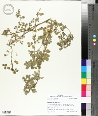 Medicago polymorpha image