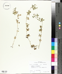 Medicago polymorpha image