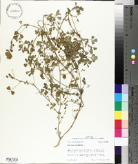 Medicago polymorpha image