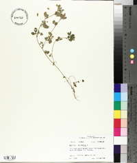 Medicago polymorpha image