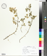 Medicago polymorpha image