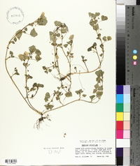 Medicago polymorpha image