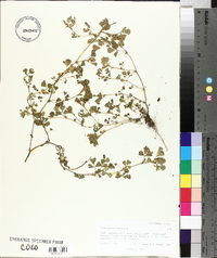 Medicago polymorpha image