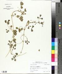 Medicago polymorpha image