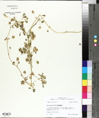 Medicago polymorpha image