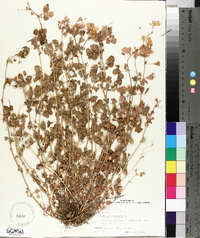 Medicago polymorpha image