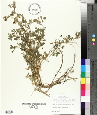 Medicago polymorpha image