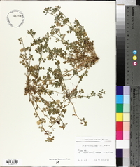 Medicago orbicularis image