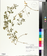 Medicago orbicularis image