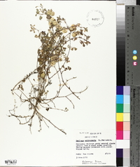 Medicago orbicularis image