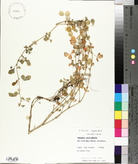 Medicago orbicularis image