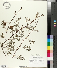 Schrankia hystricina image
