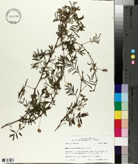 Mimosa strigillosa image