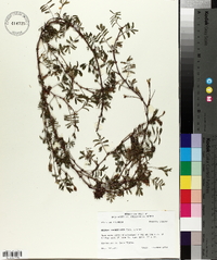 Mimosa strigillosa image