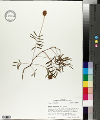Mimosa strigillosa image
