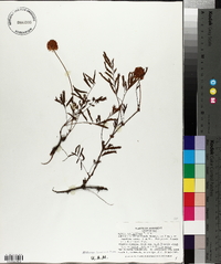Mimosa strigillosa image