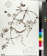 Mimosa strigillosa image