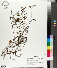 Mimosa strigillosa image