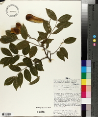 Myroxylon balsamum var. pereirae image