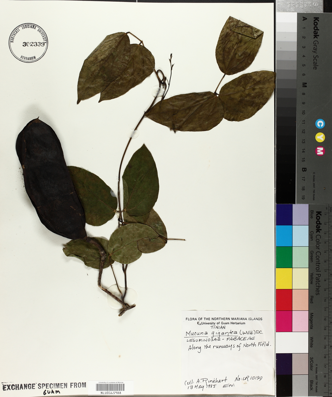 Mucuna gigantea image