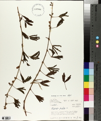 Mimosa pudica image