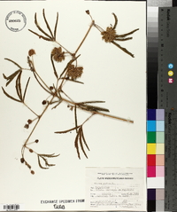 Mimosa pudica image