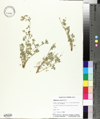 Medicago minima image