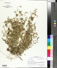 Medicago minima image