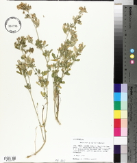 Medicago sativa subsp. sativa image