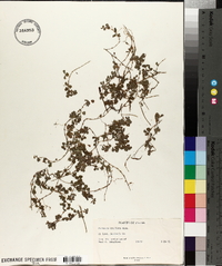 Desmodium triflorum image