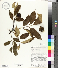 Ormosia panamensis image