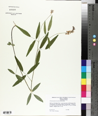 Orbexilum pedunculatum image