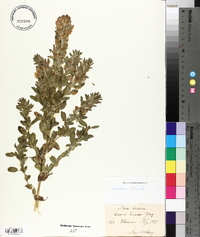 Ononis spinosa subsp. hircina image