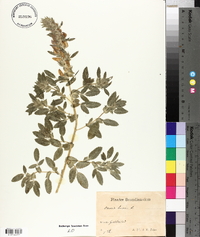 Ononis spinosa subsp. hircina image