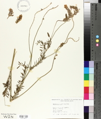 Onobrychis viciifolia image