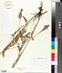 Onobrychis viciifolia image