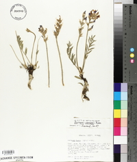 Oxytropis lambertii image