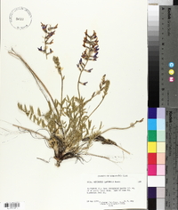 Oxytropis lambertii image