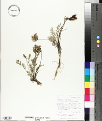 Oxytropis lagopus var. atropurpurea image