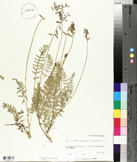 Oxytropis deflexa image