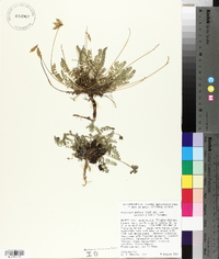 Oxytropis deflexa var. foliolosa image