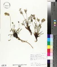 Oxytropis campestris var. gracilis image