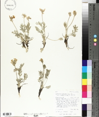 Oxytropis campestris var. cusickii image