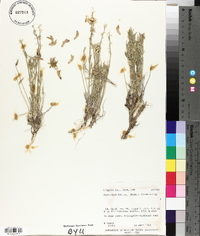 Oxytropis besseyi image