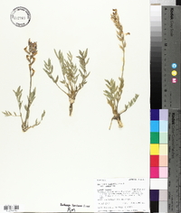 Oxytropis lambertii image