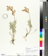 Oxytropis lambertii image