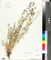 Oxytropis lambertii image