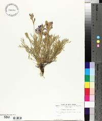 Oxytropis lambertii image