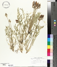 Oxytropis lambertii image